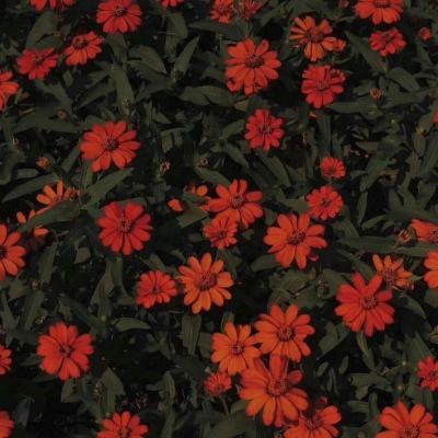 大发黄金版888下载app下载